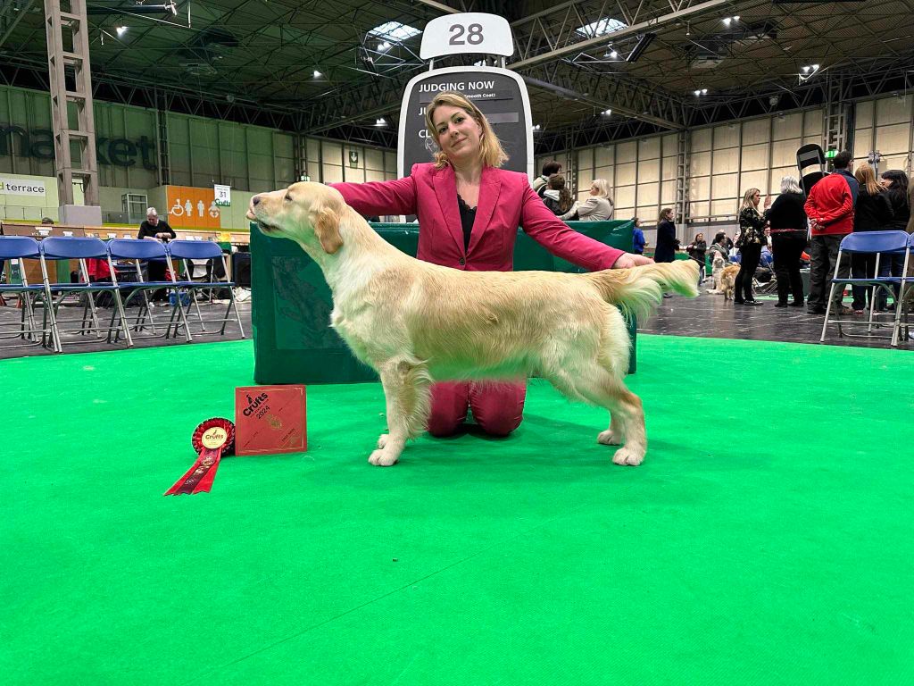 Peace And Love Golden - CRUFTS 2024 - ANGLETERRE 