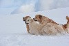  - Journée à la montagne ! 