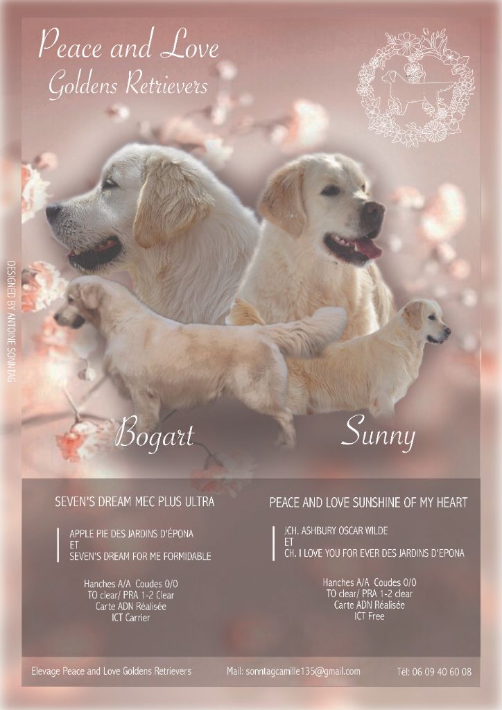 Peace And Love Golden - Carnet Rose ! Sunny et Bogart 