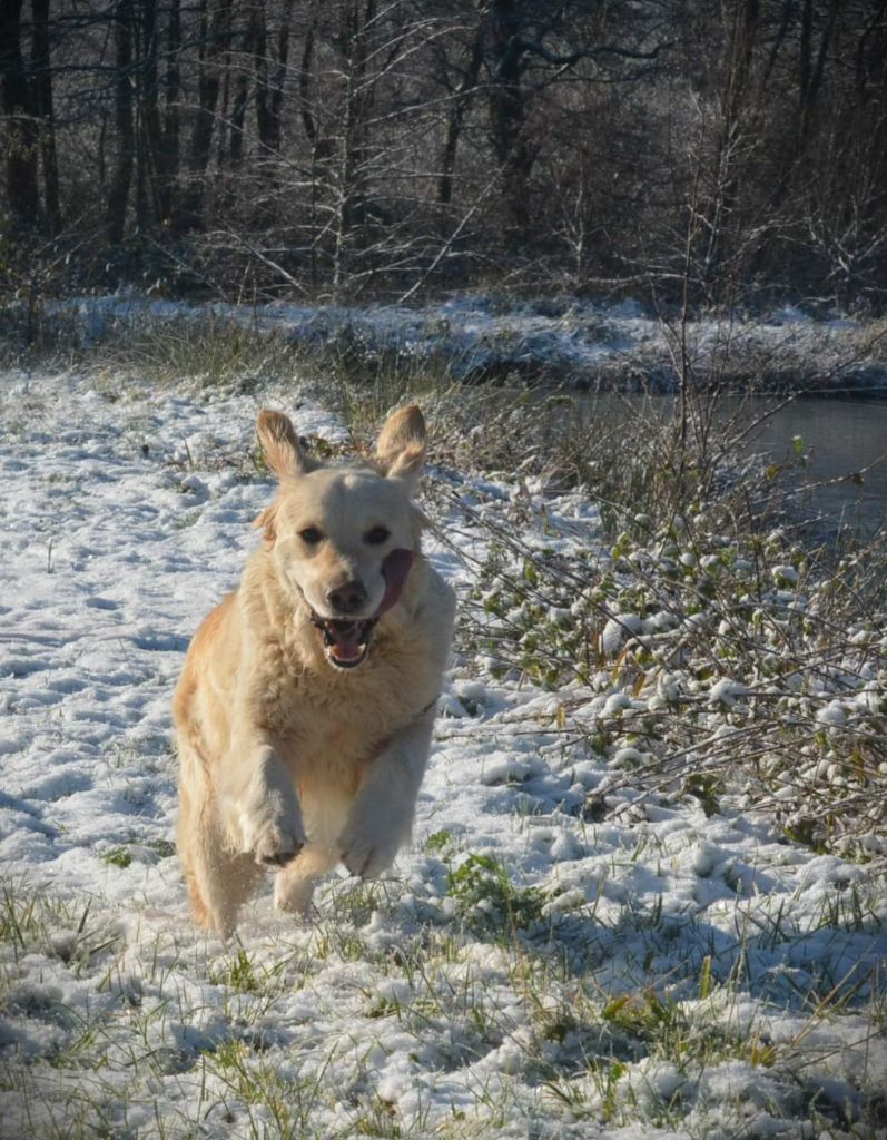 Pepsy canin des mirabelles