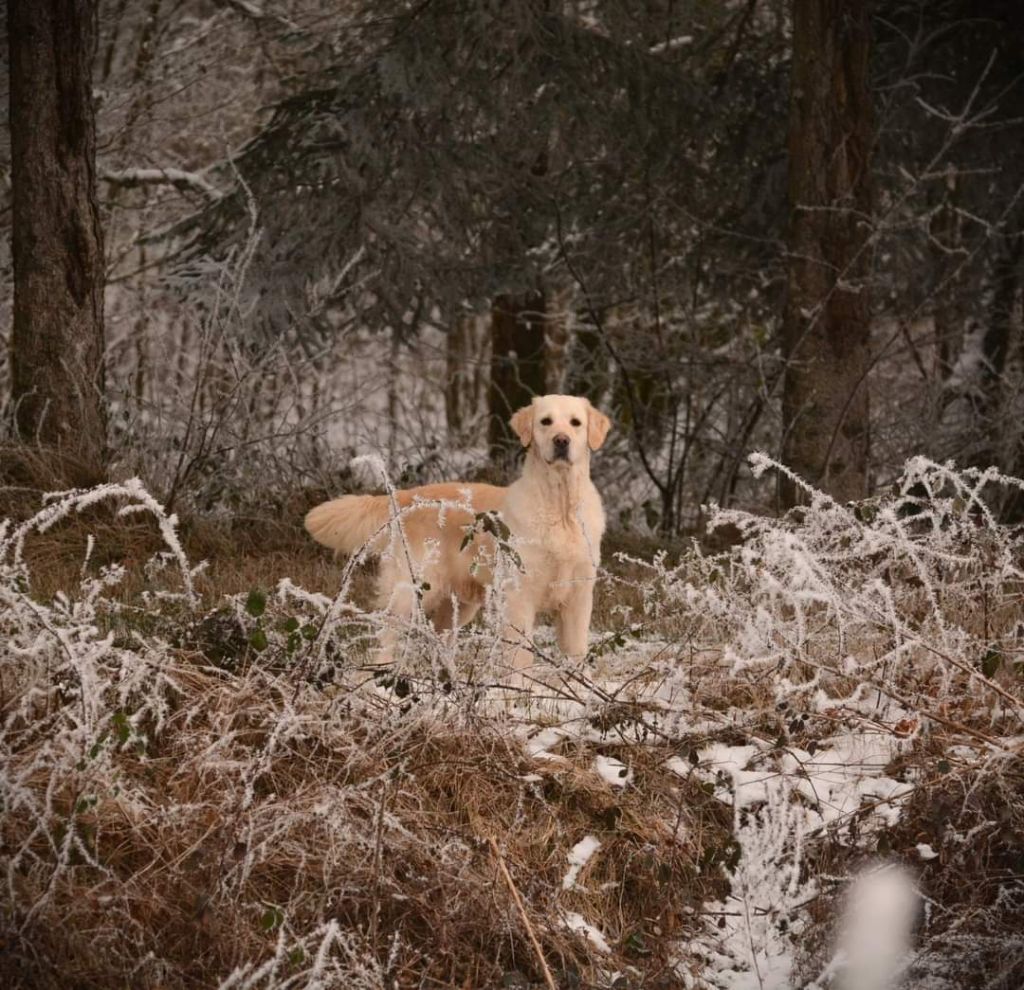 Pepsy canin des mirabelles