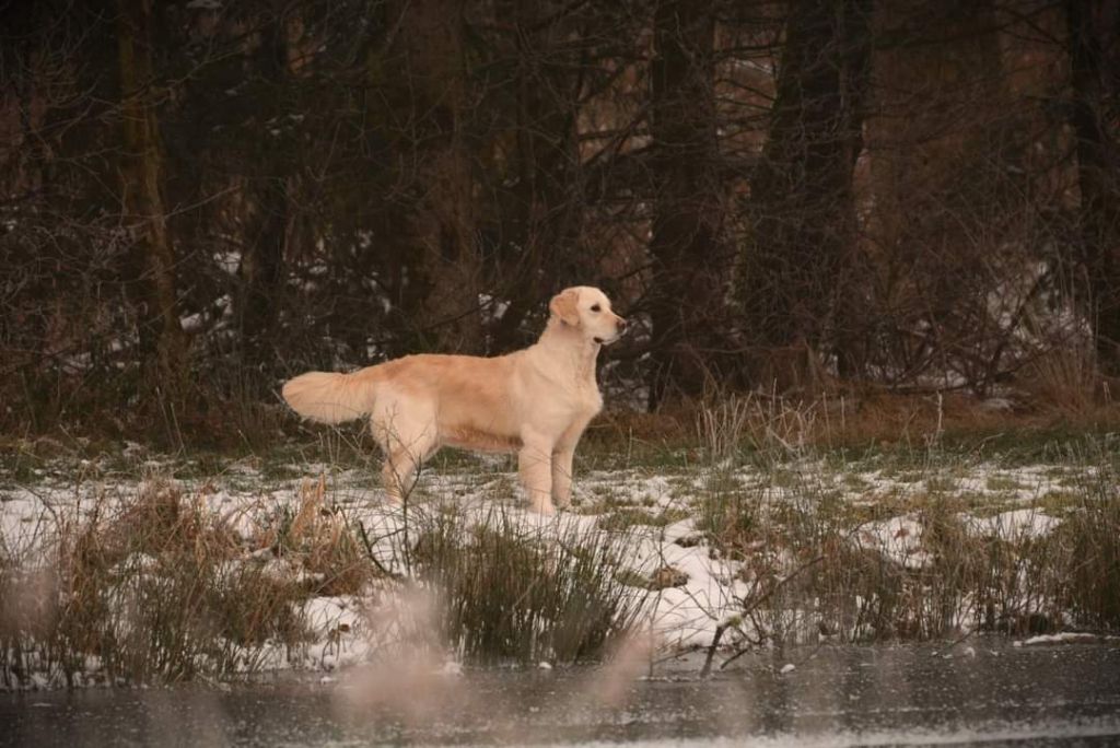 Pepsy canin des mirabelles