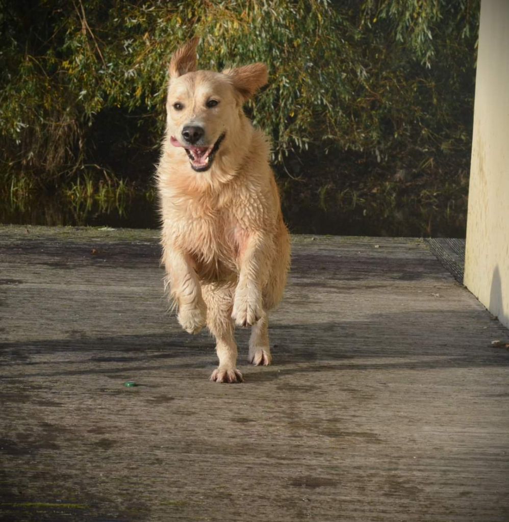 Sanka canin des mirabelles