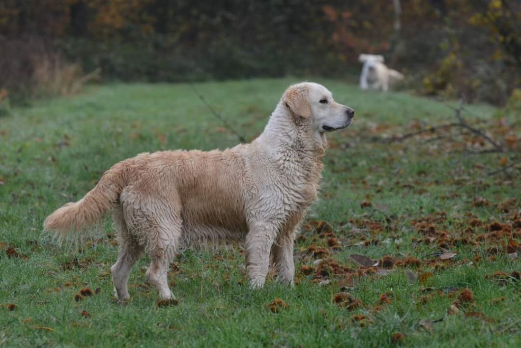 Pepsy canin des mirabelles