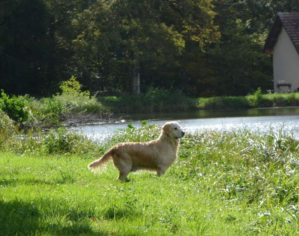 Pepsy canin des mirabelles