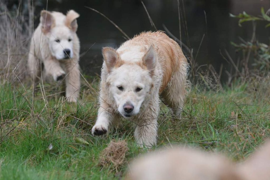 Pepsy canin des mirabelles