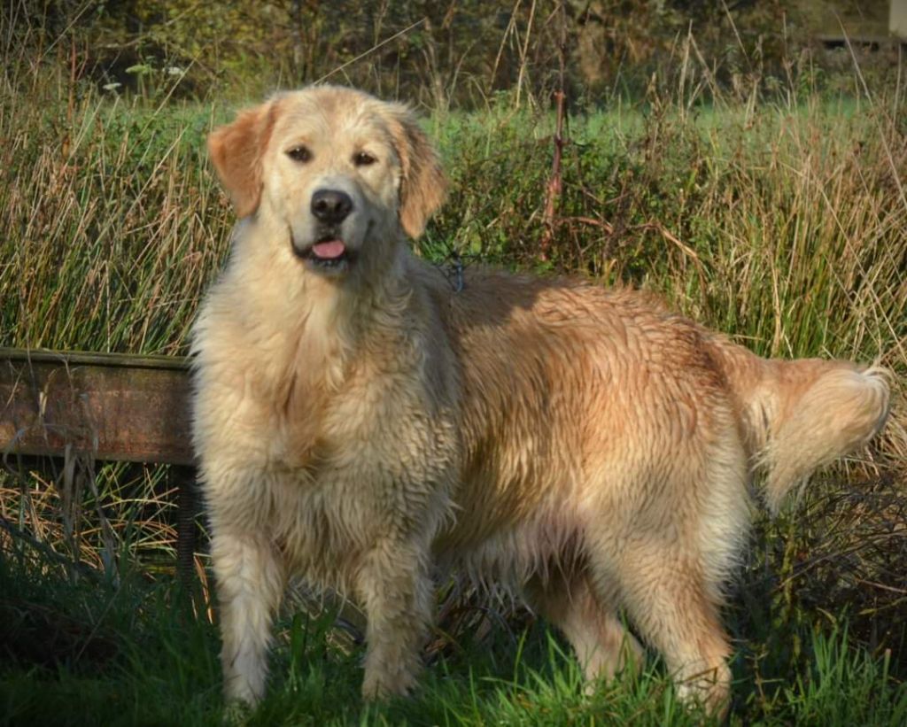 Sanka canin des mirabelles