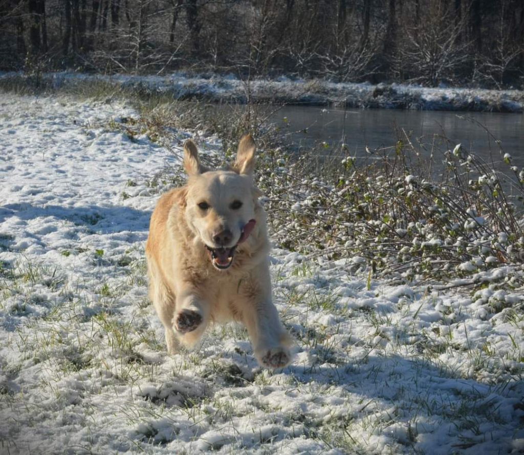 Pepsy canin des mirabelles