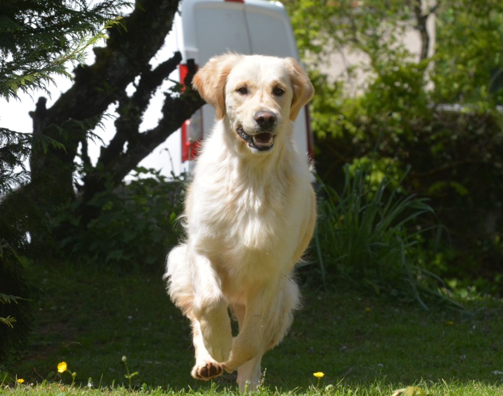 Sanka canin des mirabelles