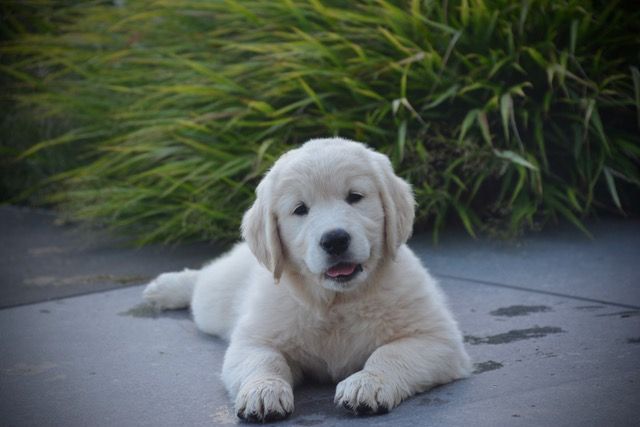 Peace And Love Golden Apple pie