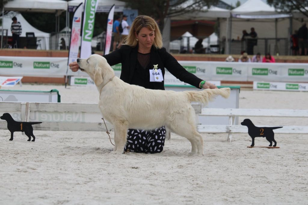 Peace And Love Golden - GAME FAIR - Salon de la Chasse - Juin 2025