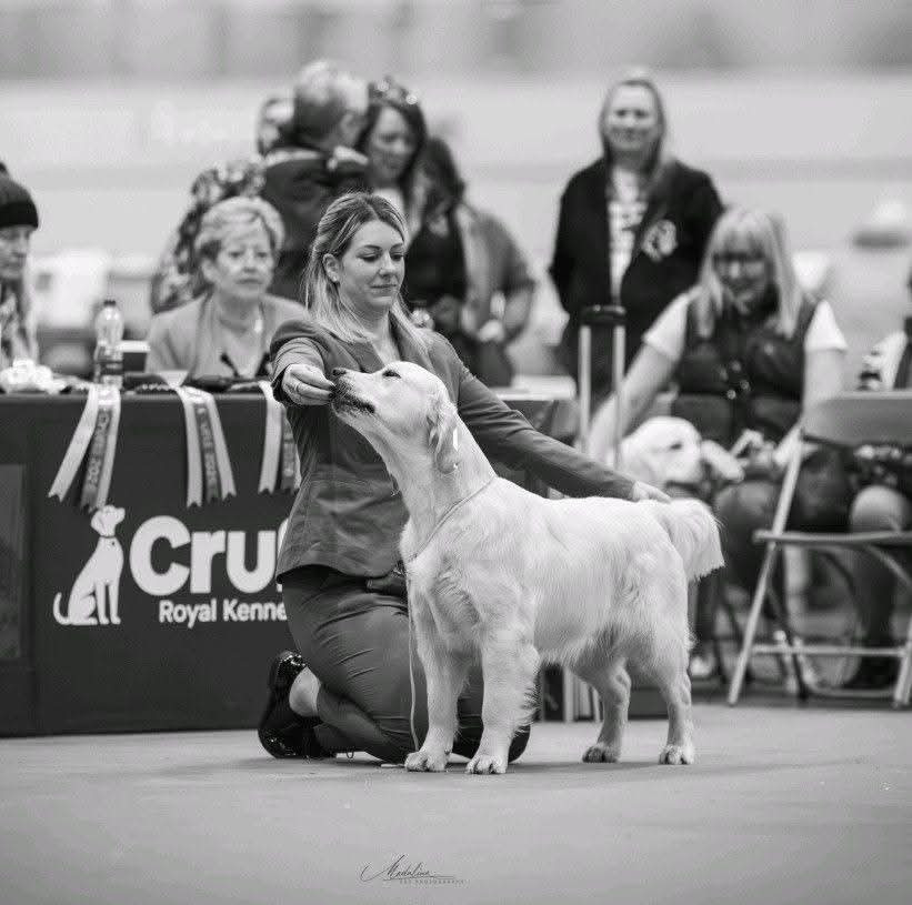 Peace And Love Golden - CRUFTS 2026 - Birmingham ( Angleterre) Mars .