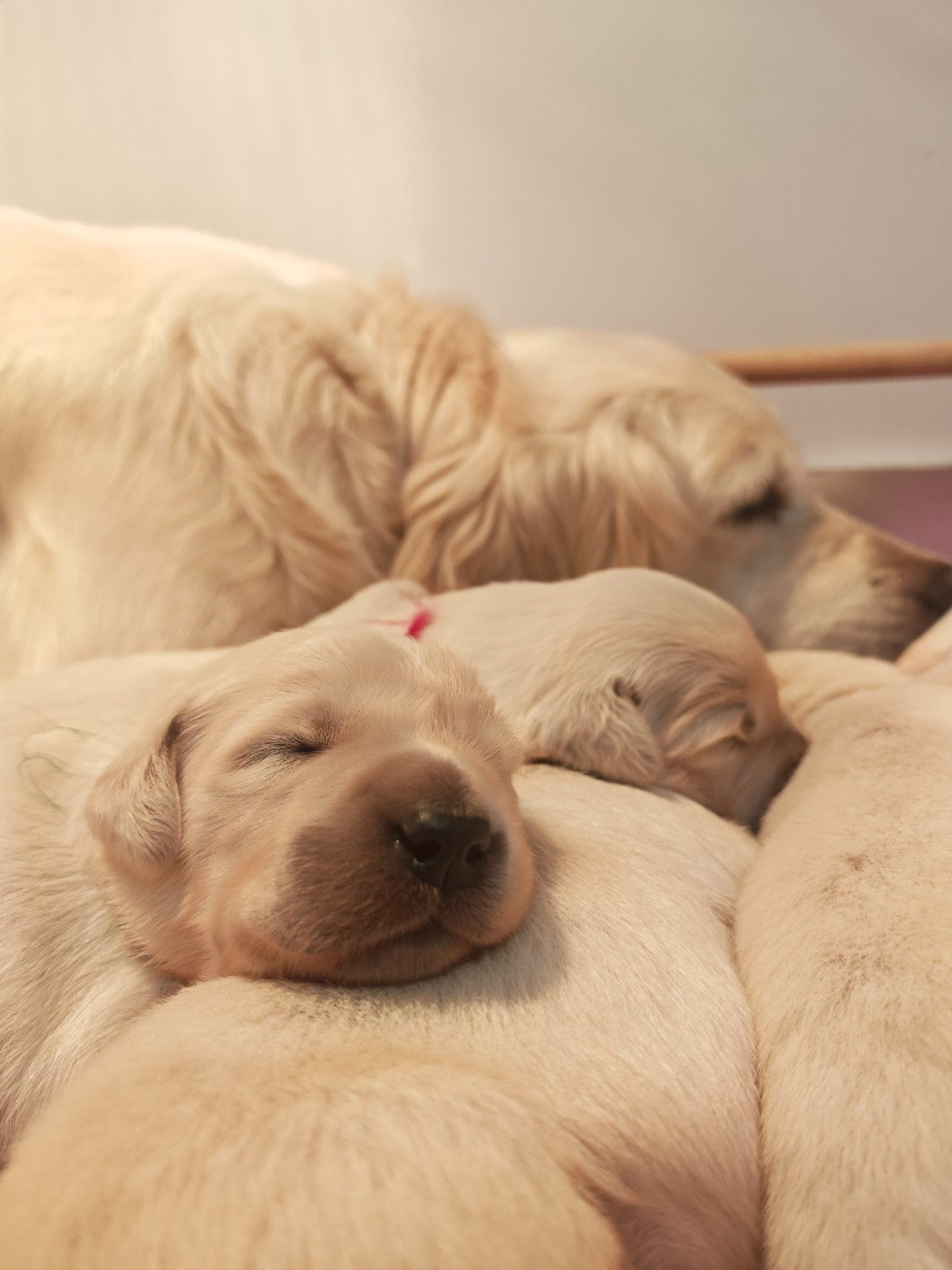 Peace And Love Golden - Naissances à l'élevage et portées prévues pour cette année