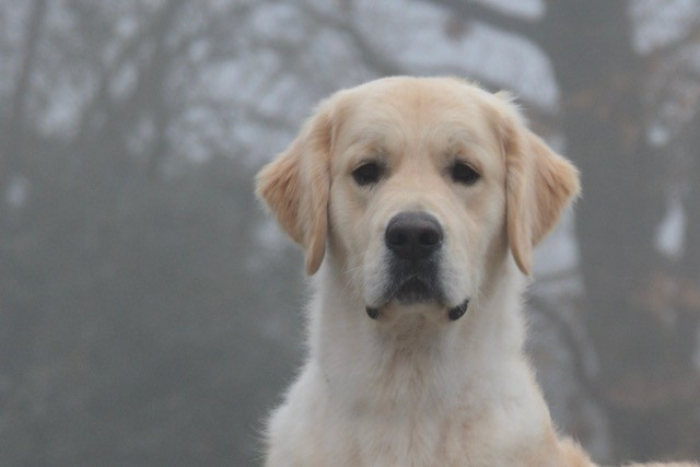 Peace And Love Golden - Magnifique mâle Golden en recherche d'une nouvelle famille