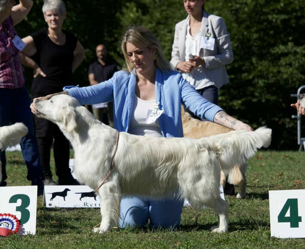 Peace And Love Golden - NATIONALE D'ÉLEVAGE - Romorantin - Septembre 2025